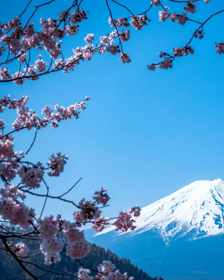 Monte Fuji entre flores de cerejeira